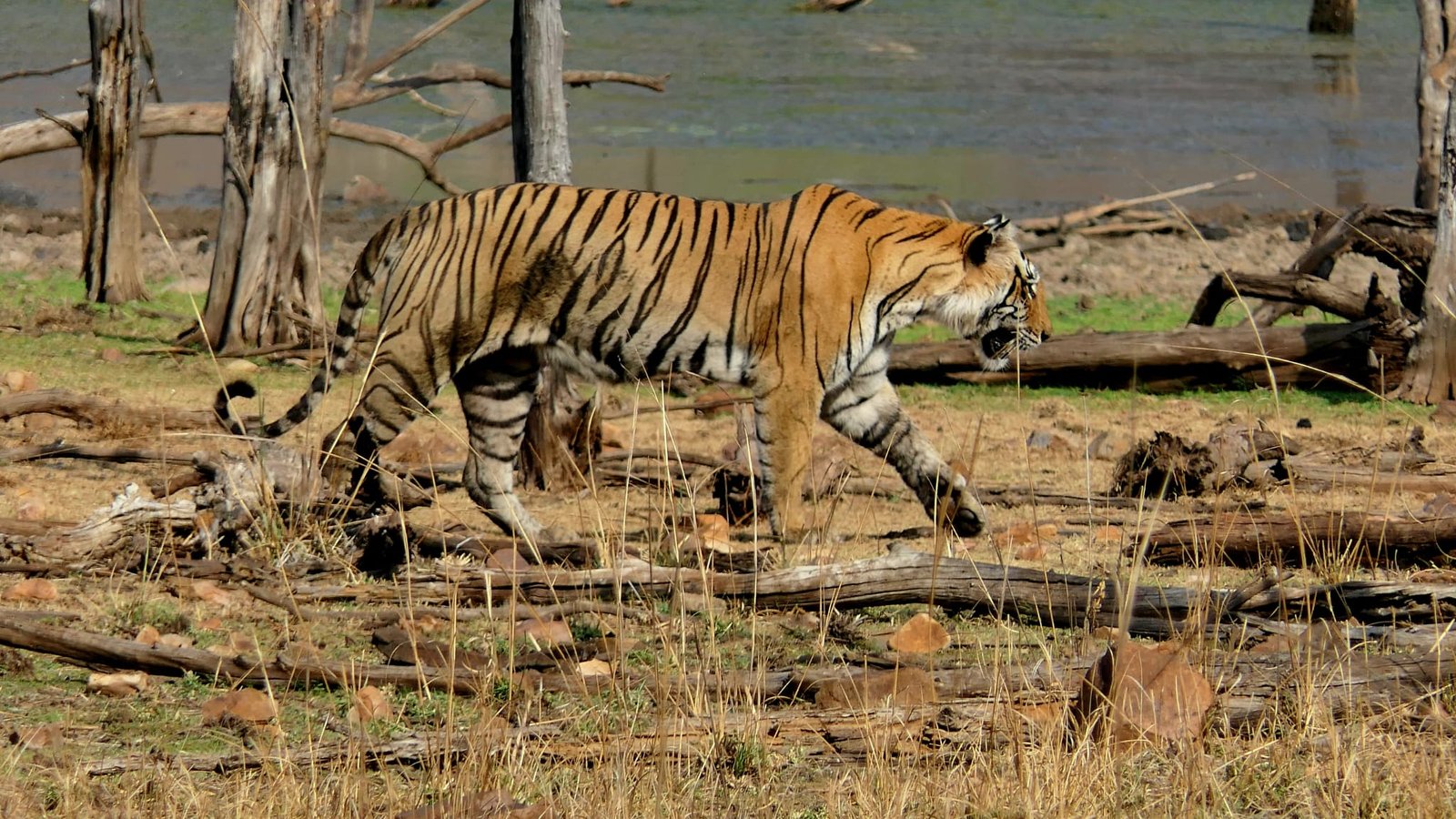 Jaipur to Ranthambore Day Trip: Complete Travel Guide with Safari Experience