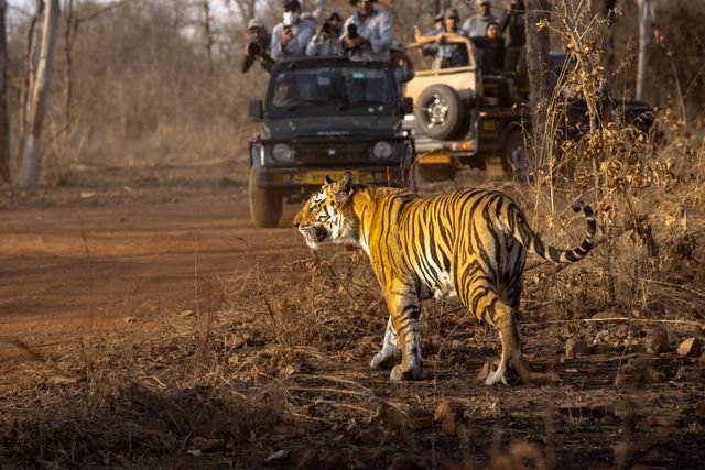 Jaipur to Ranthambore Day Trip: Distance, Travel Time, Safari Timing & Complete Itinerary