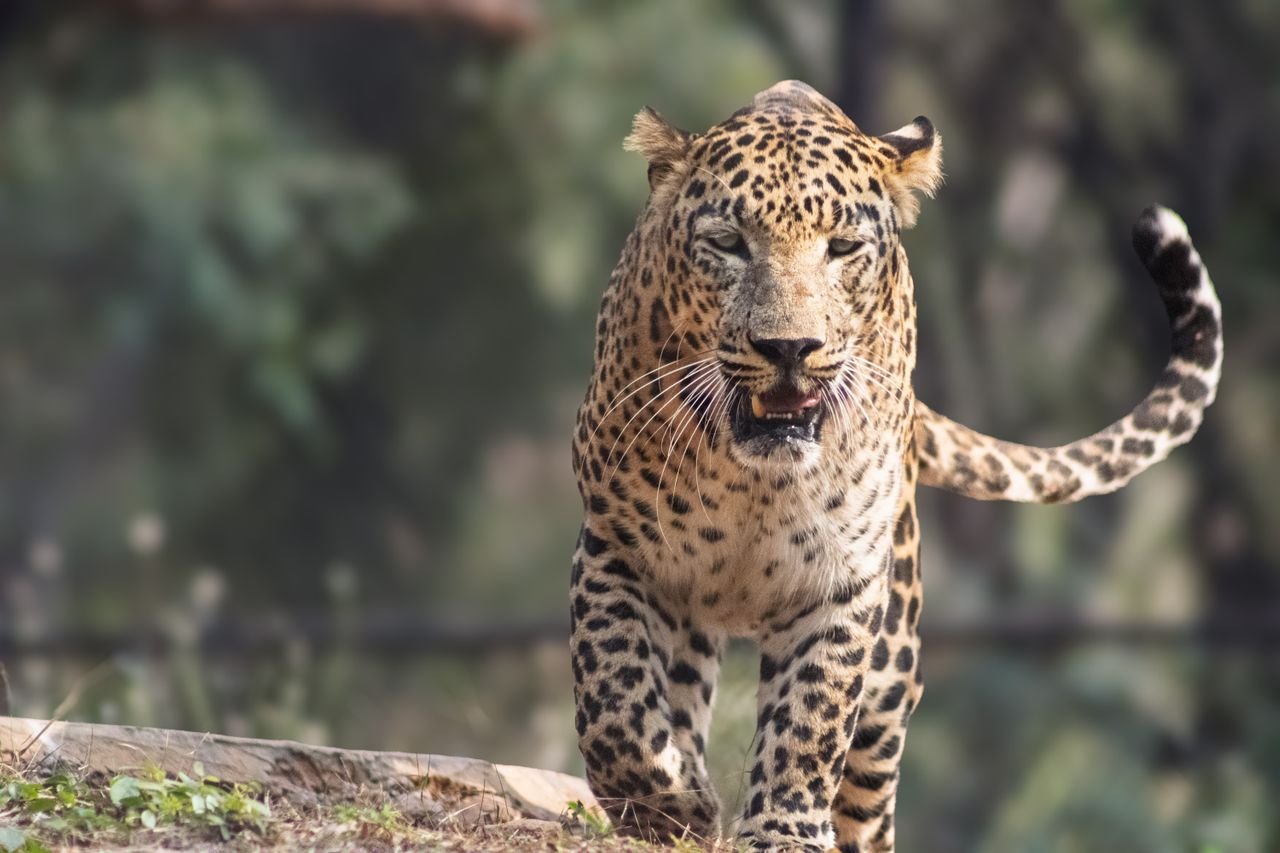 Leopard walking on a granite rock surrounded by dry woodland