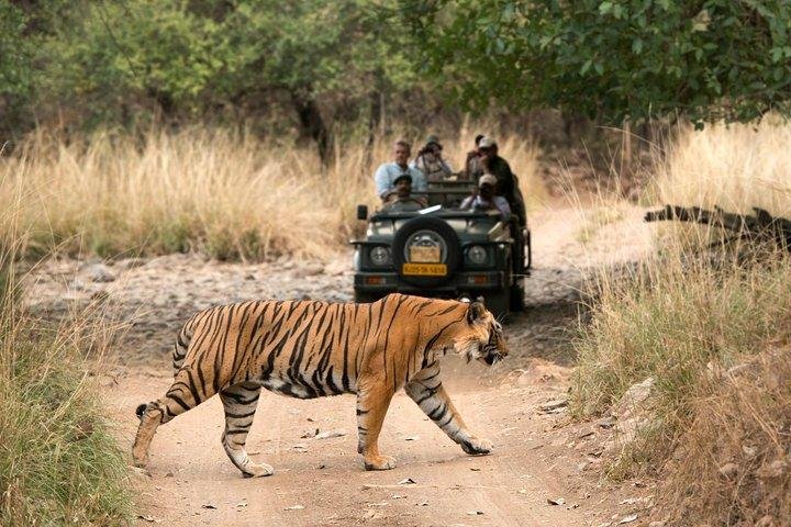 Ranthambore Safari Zones Explained: Best Zone for Tiger Sightings & Safari Booking Guide