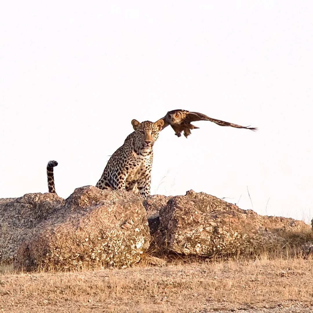 Leopard sitting on granite rocks as a bird flies past in Jawai, Rajasthan