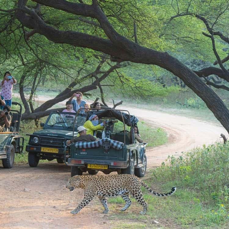 Jhalana Leopard Safari Jaipur: Complete Guide, Timings, Cost & Booking Tips