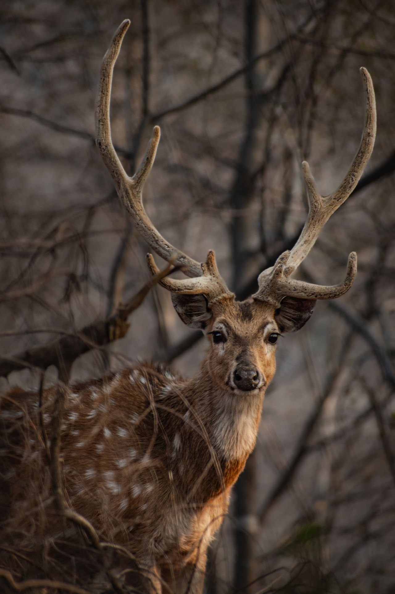 Spotted deer stag with large antlers standing among woodland branches