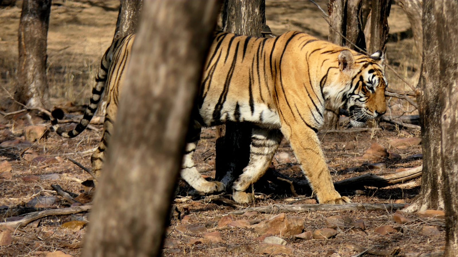 Ranthambore Tiger Safari Guide: Zones, Best Time, Safari Cost & Booking Tips