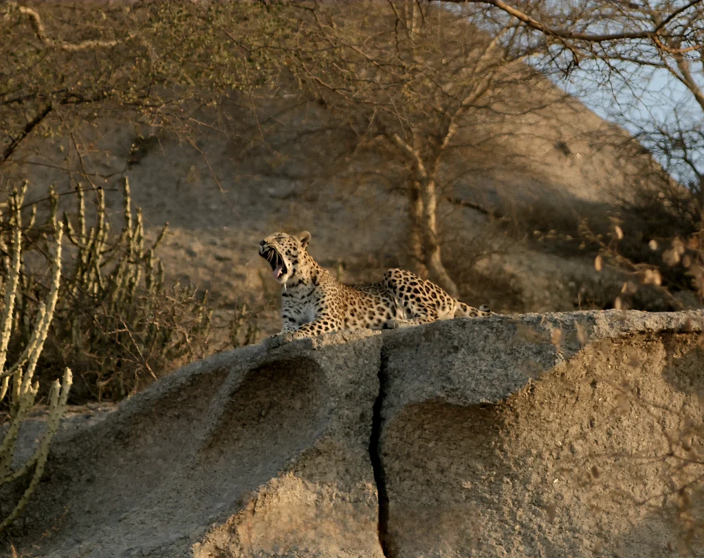 Open-jeep Jawai leopard safari during golden-hour light