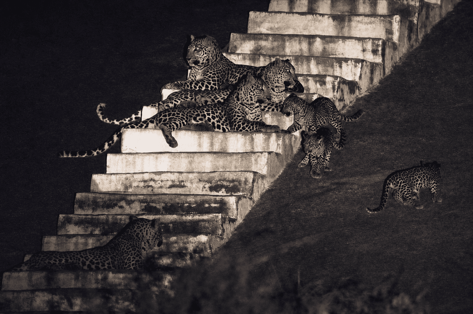 Leopard sitting on a granite ridge during a Jawai safari