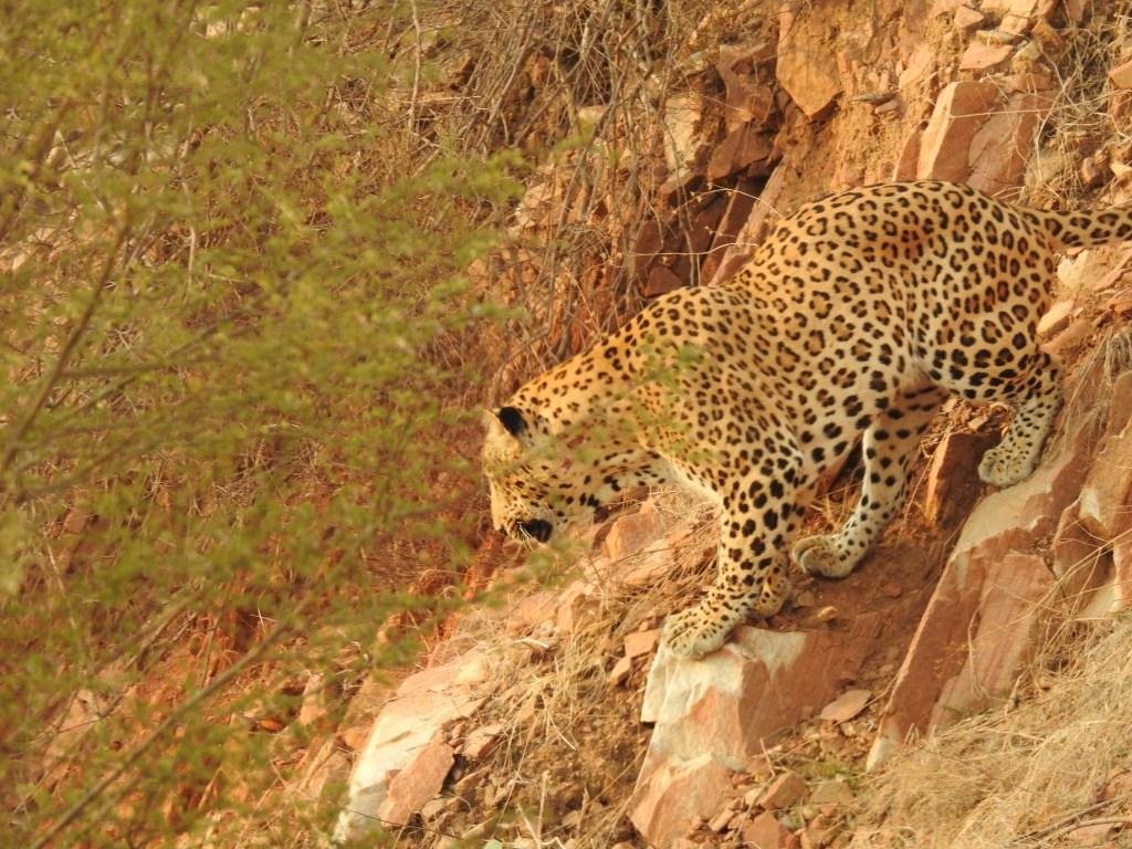 Jhalana Leopard Safari Zones Explained: Best Areas for Leopard Sightings in Jaipur