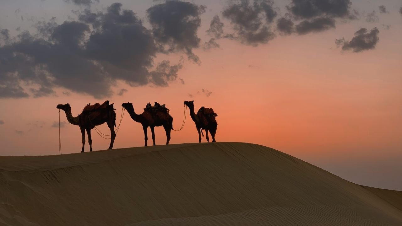 Camels travelling in Jaisalmer at sunset