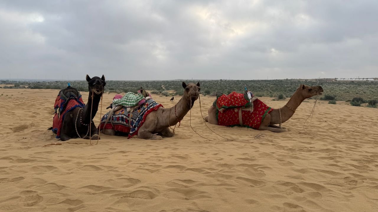 Camels resting in the Thar Desert, Jaisalmer.