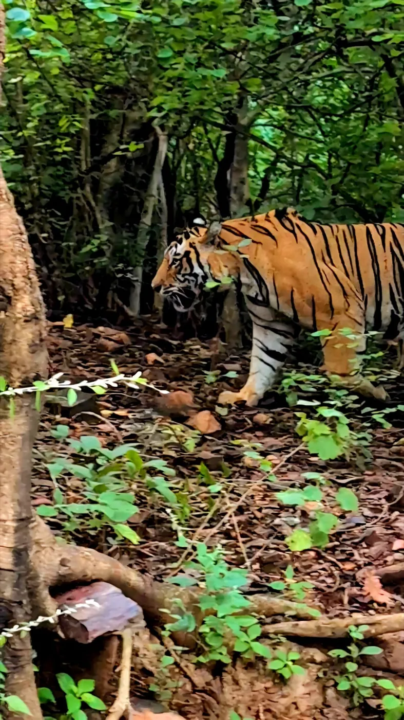 Tiger walking through leafy undergrowth among forest trees