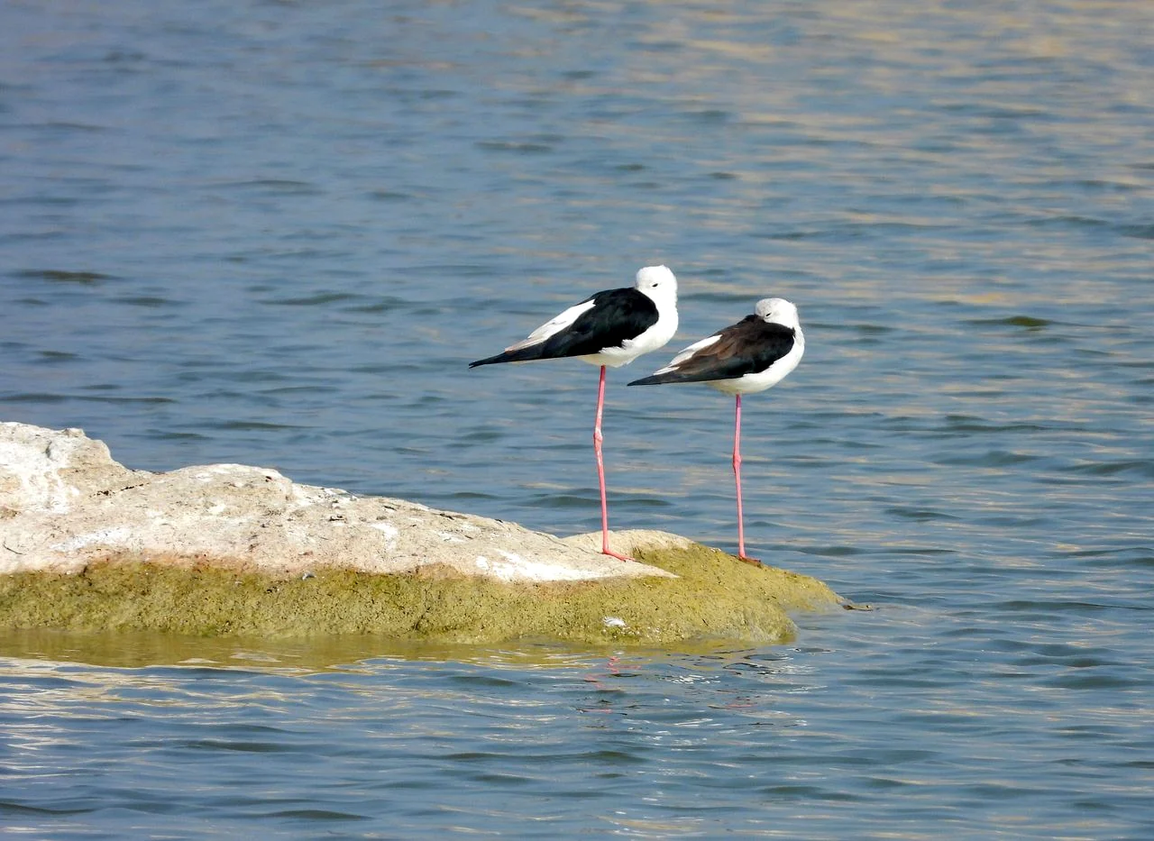 1. Pair of black-winged stilts standing beside Jawai Bandh