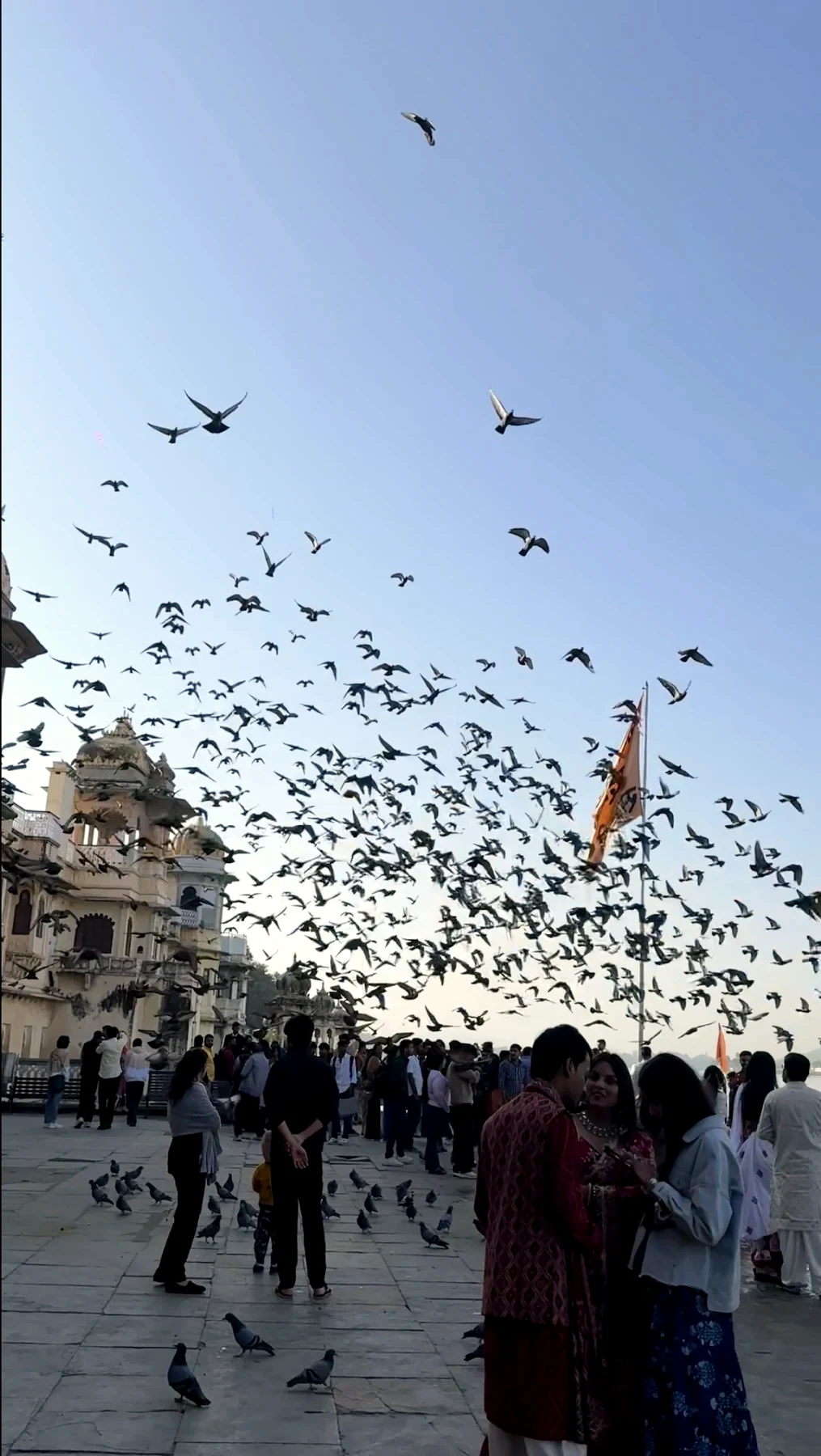 Flock of pigeons above Udaipur Old City rooftops