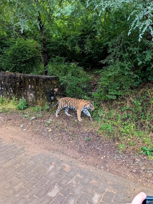 Tiger walking beside a forest track near a stone wall