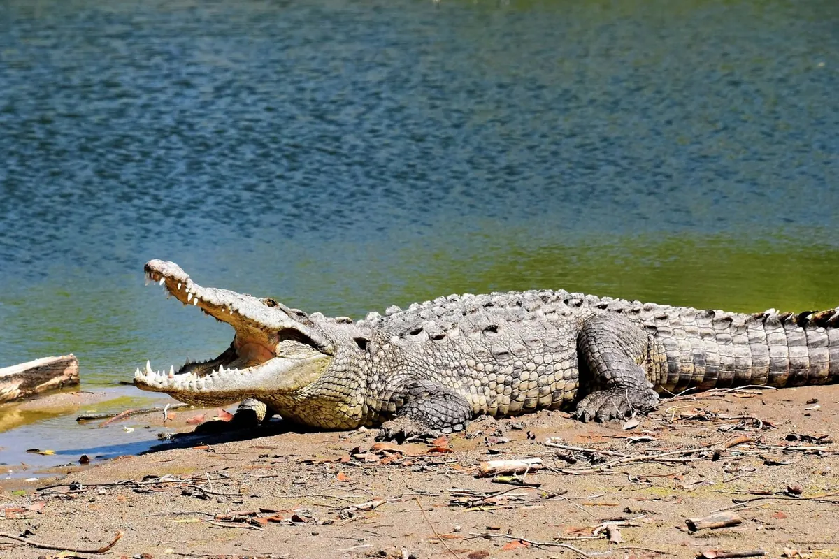 Crocodile resting beside the water with its jaws open