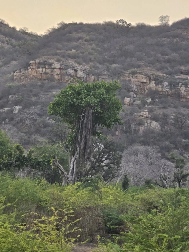 Leafy tree beneath a rocky cliff surrounded by dry woodland