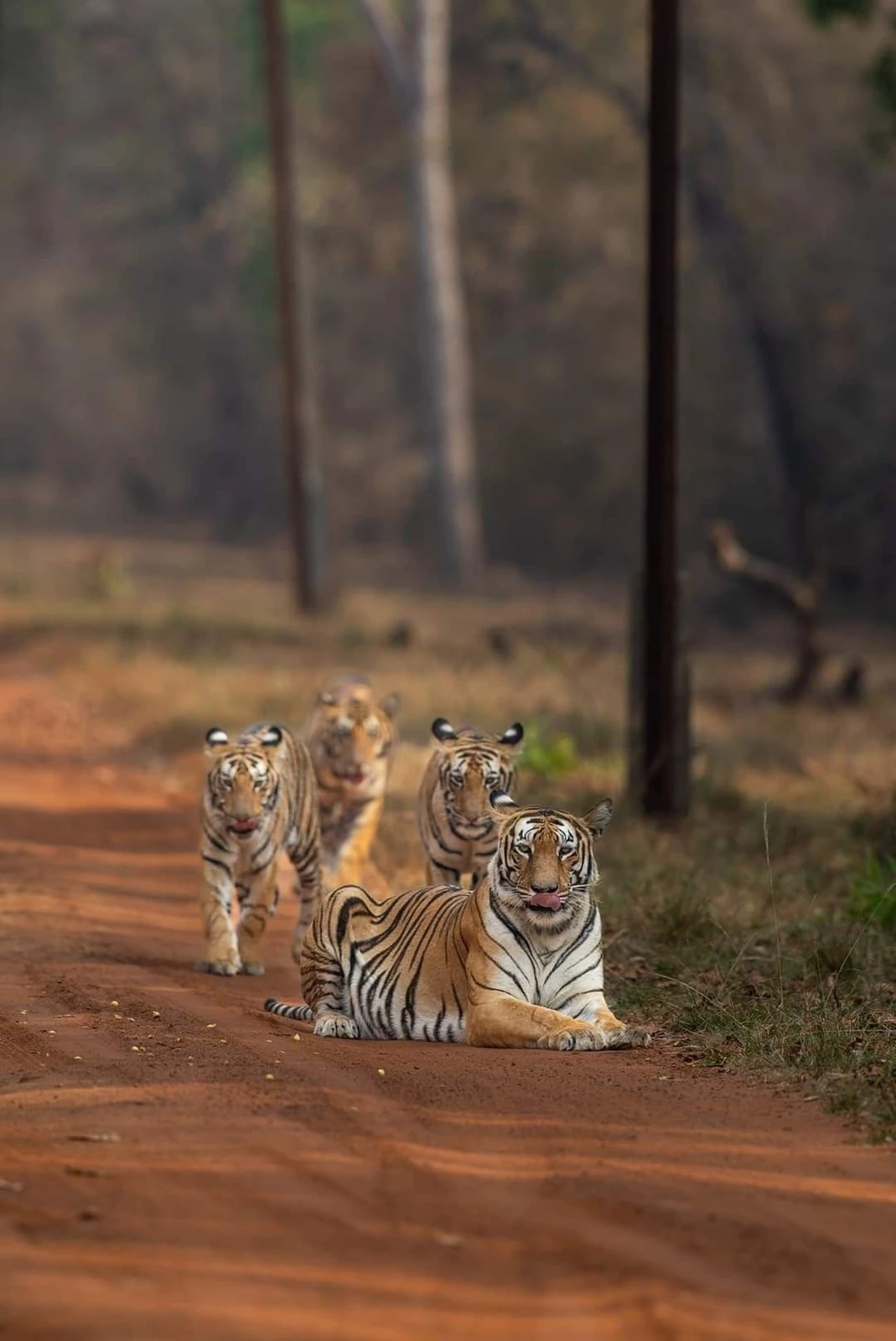 Adult tiger resting on a forest track with cubs nearby