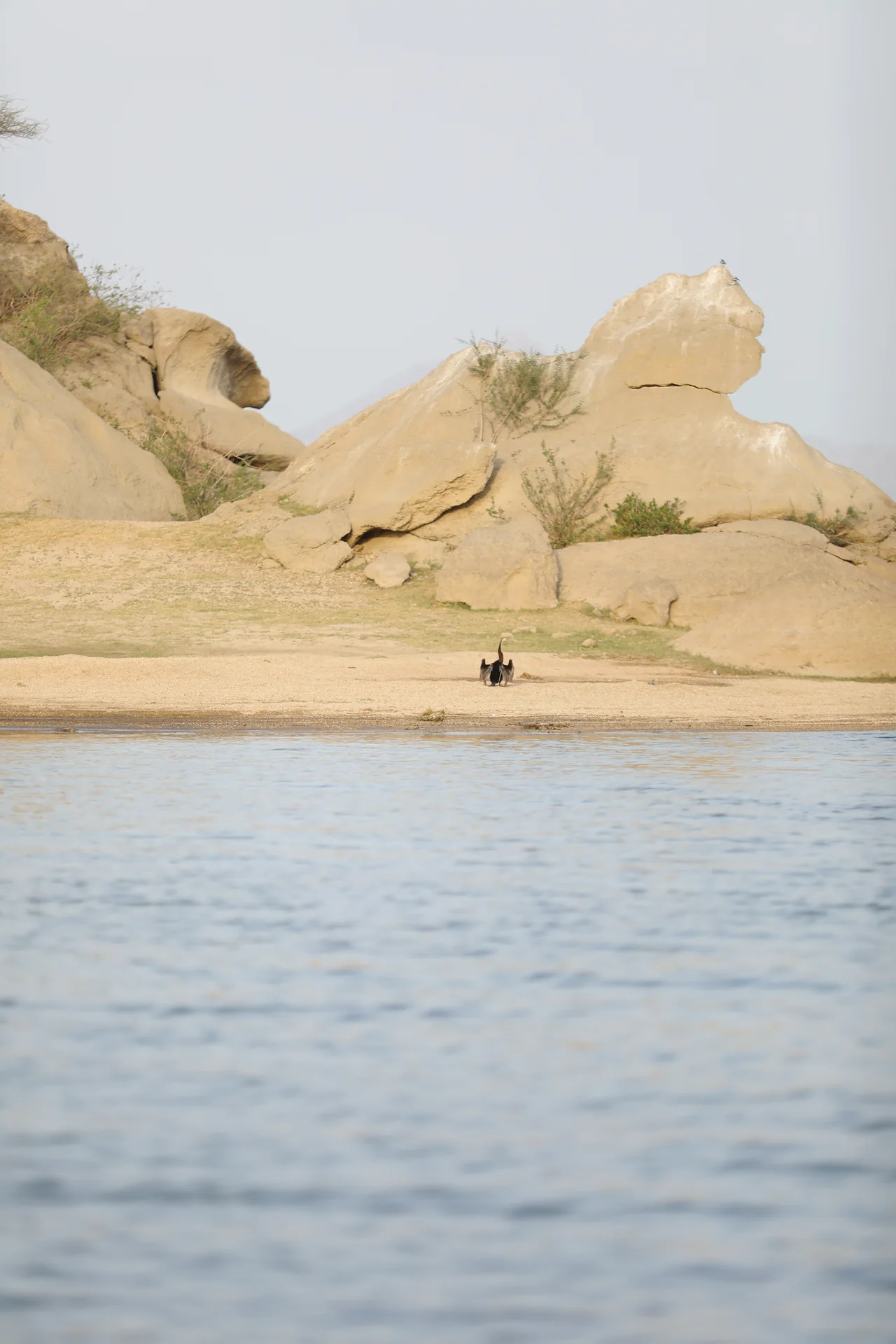 Crane on a rocky shore beside Jawai Bandh