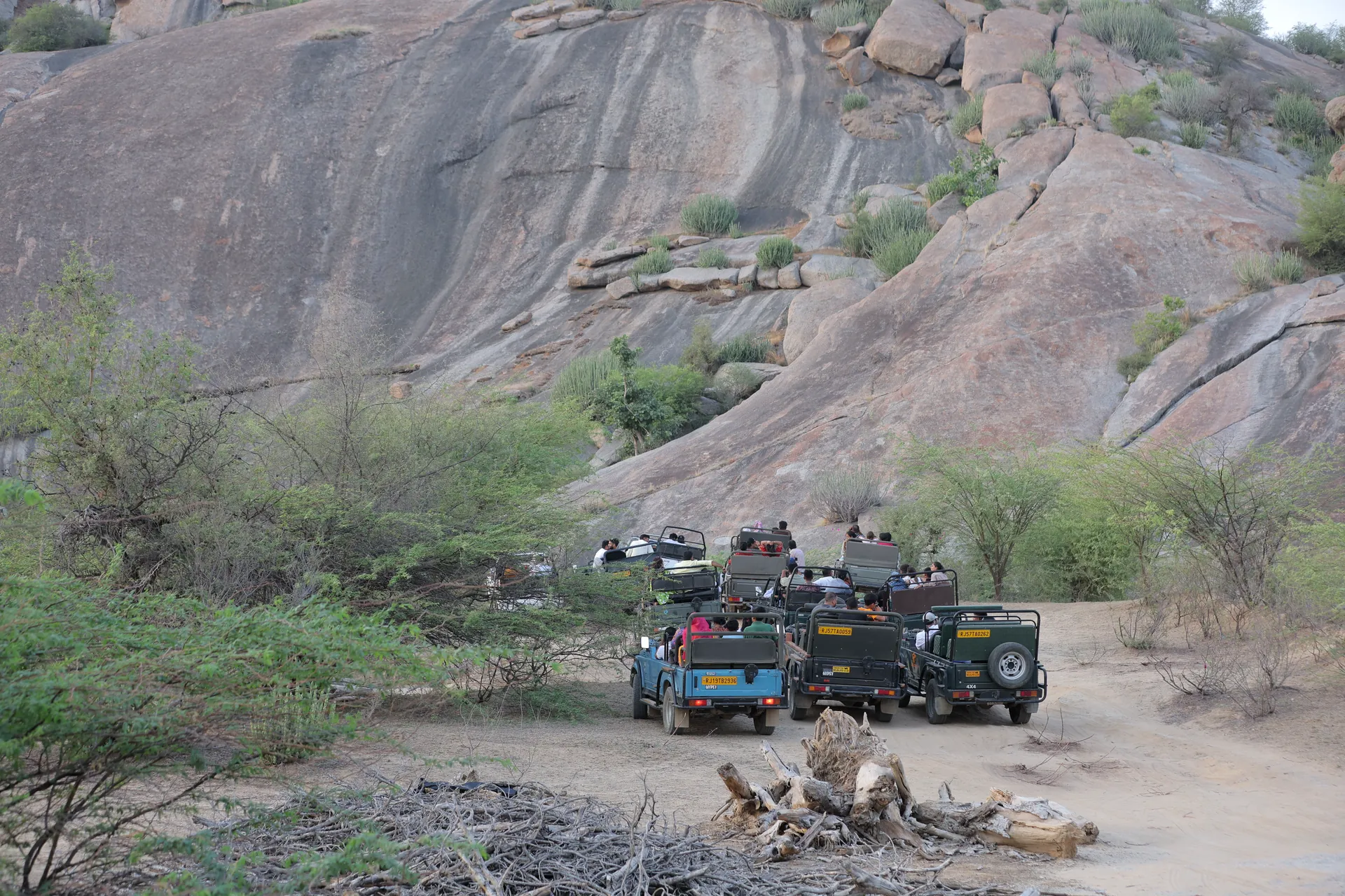 Convoy of safari jeeps travelling through Jawai’s rocky hills & spotting leopards