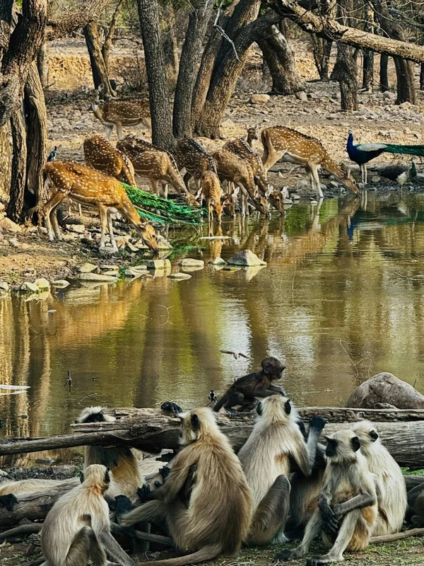 Deer and langur monkeys gathered beside a woodland waterhole