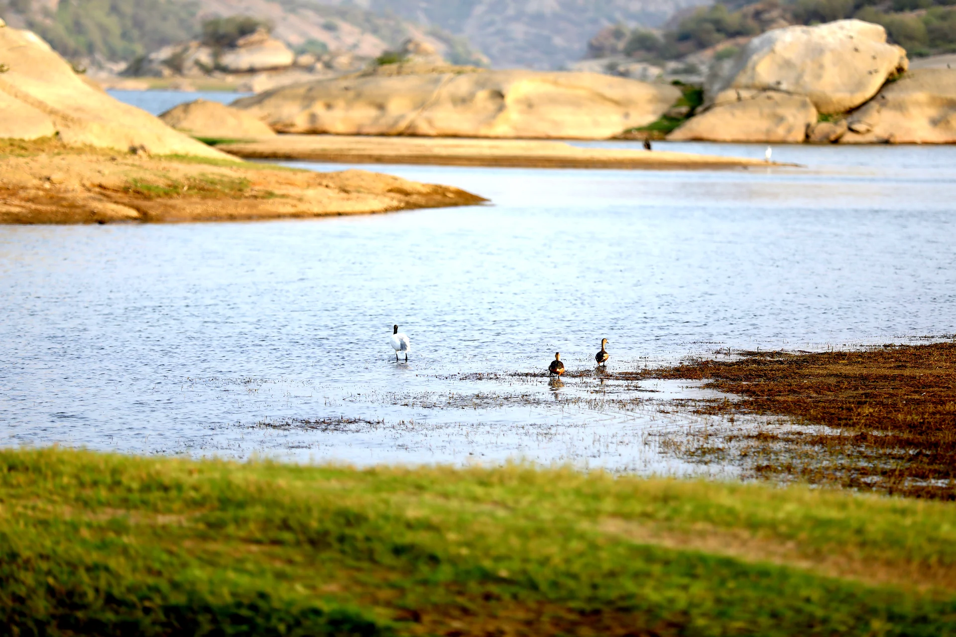 Waterbirds feeding in the shallow wetlands of Jawai Bandh
