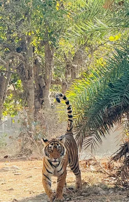 Tiger moving through woodland with its striped tail raised
