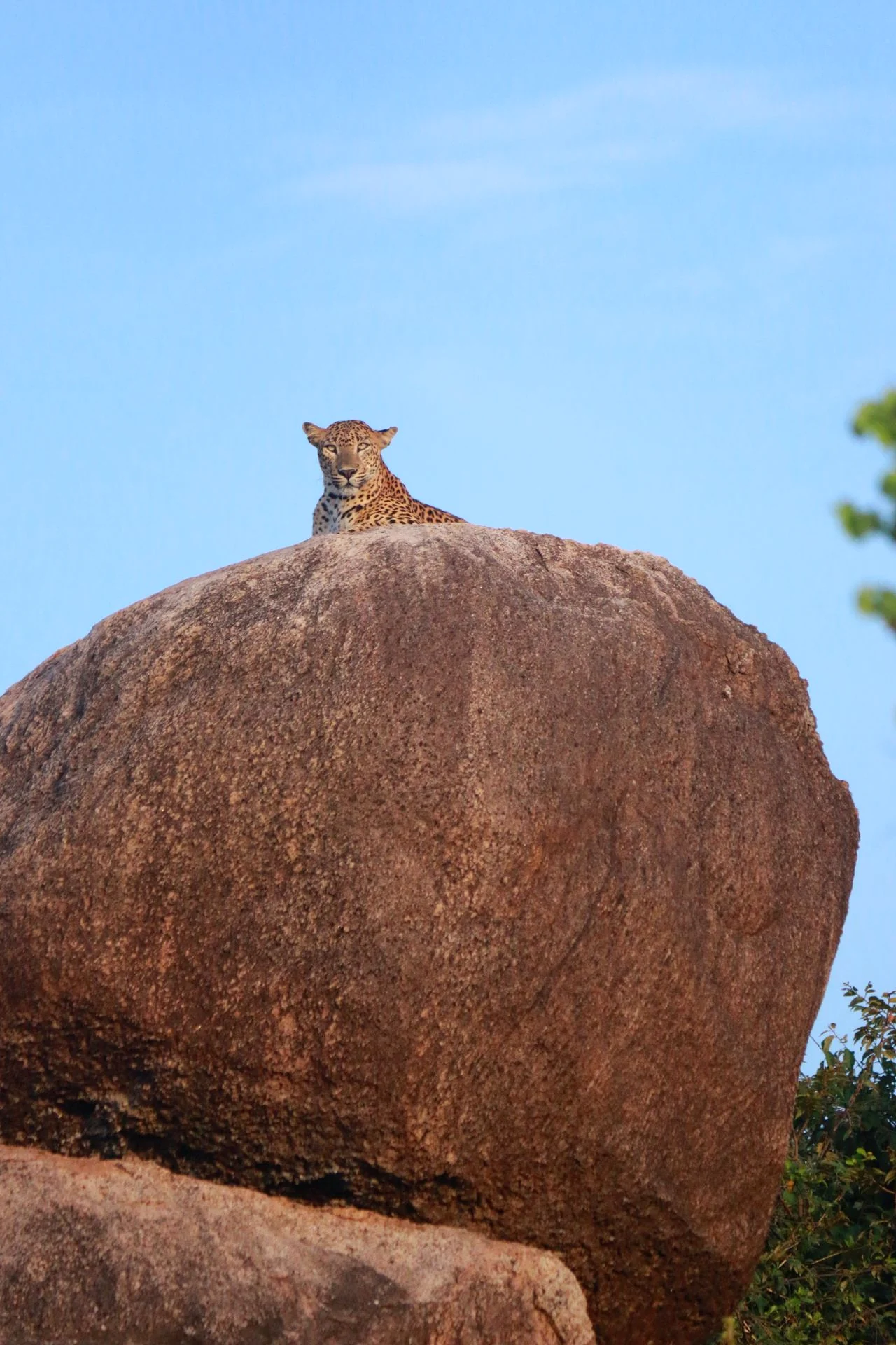 Leopard resting on a large granite boulder