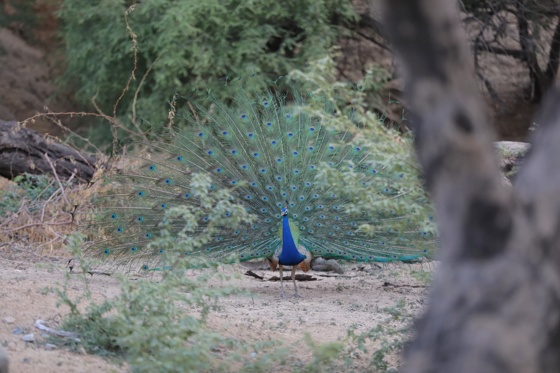 Indian peacock displaying its colourful tail during a Jawai wildlife safari