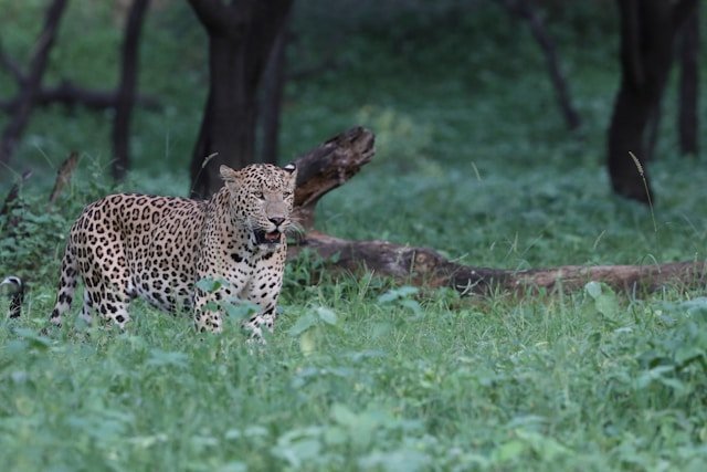 Leopard standing in a grassy forest clearing beside a fallen branch