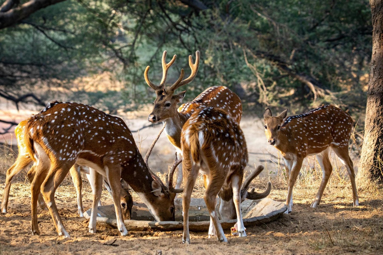 Herd of spotted deer gathered around a water trough