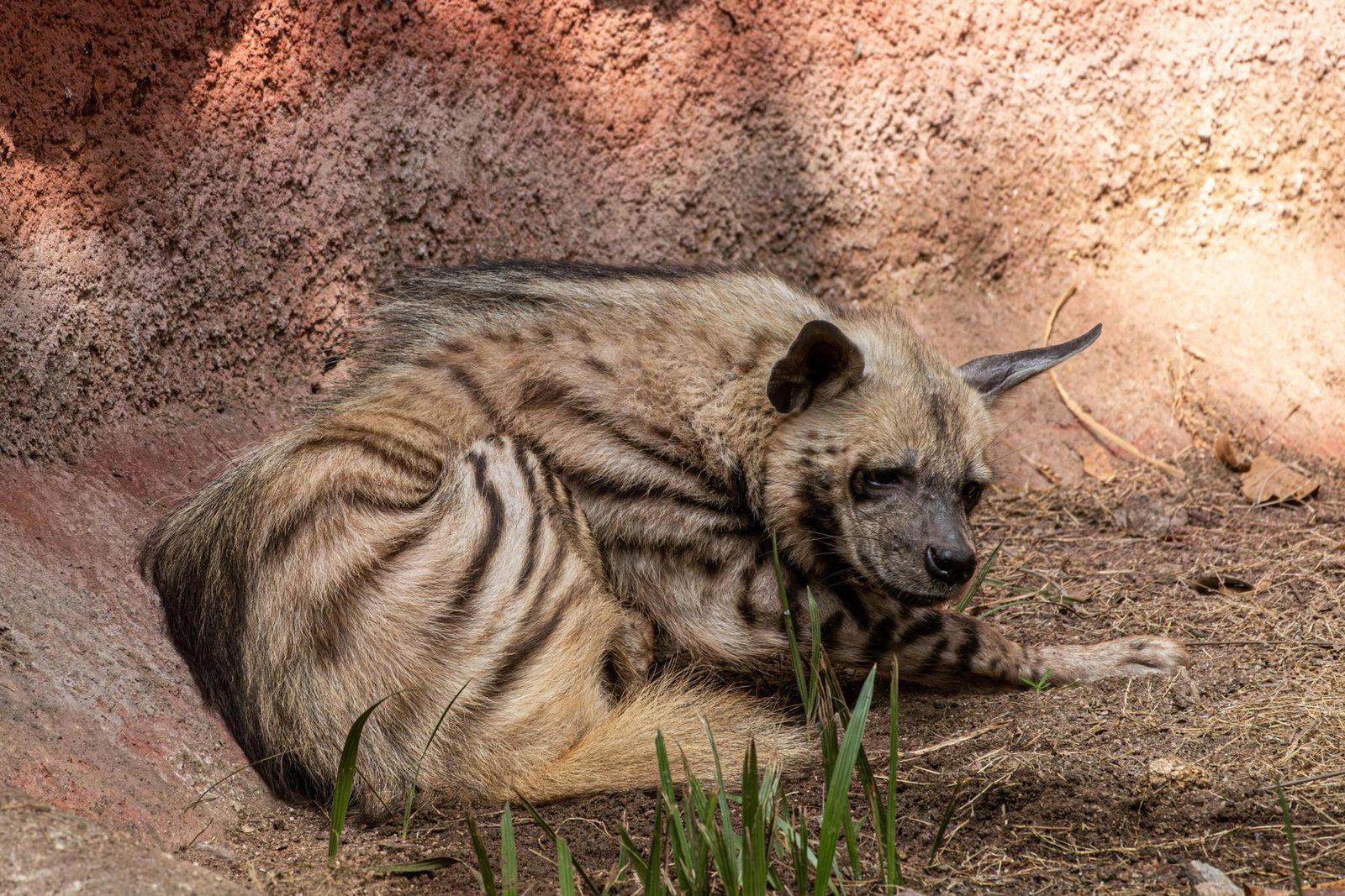 Striped hyena resting on the ground in Jhalana Leopard Safari