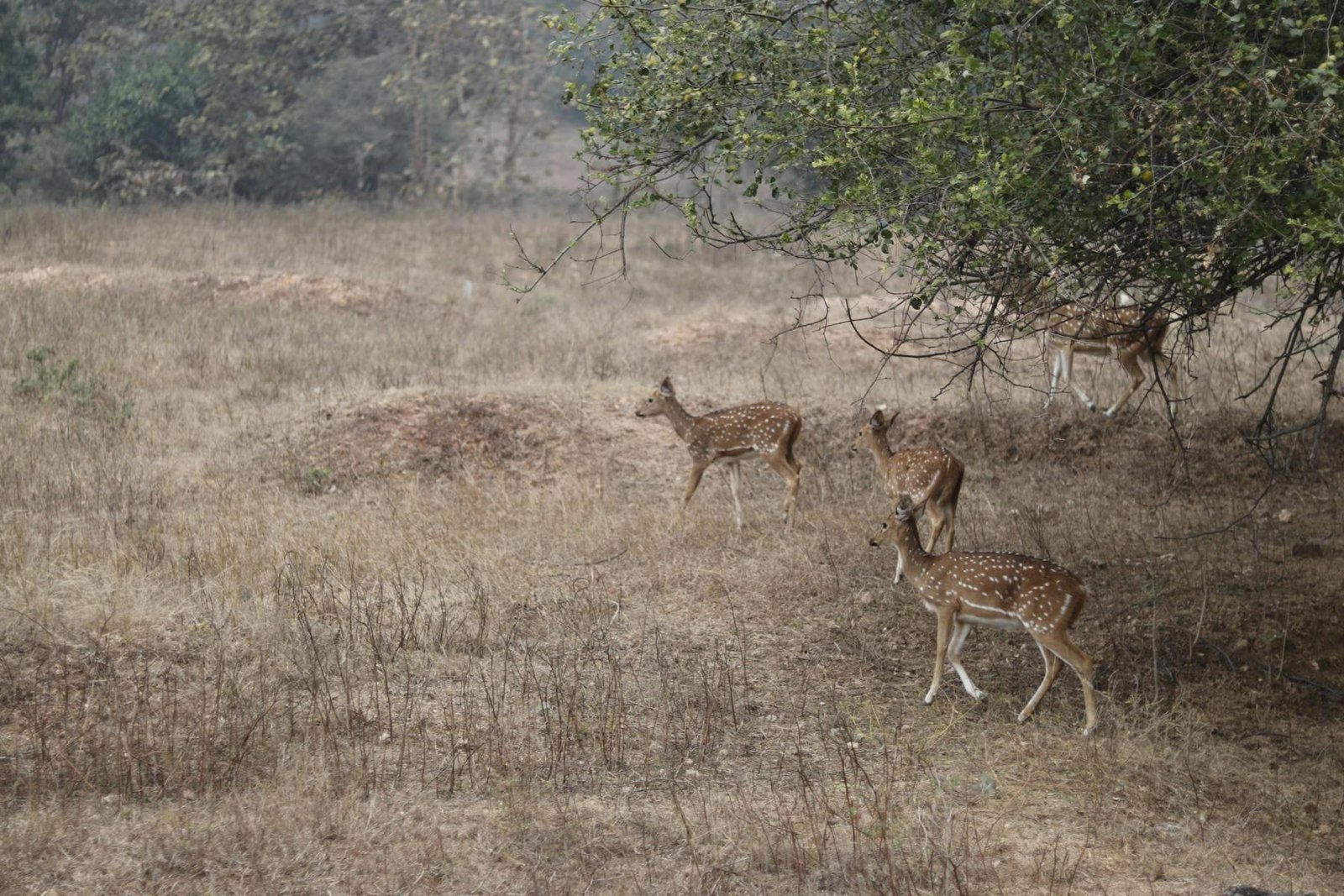 Deer walking through dry grassland beside woodland