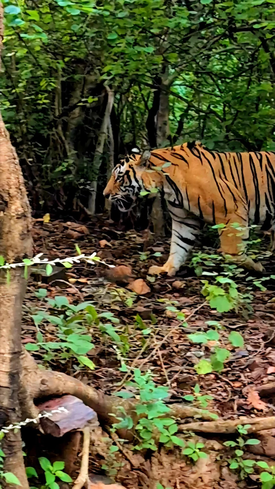 Tiger walking among tree trunks and green undergrowth