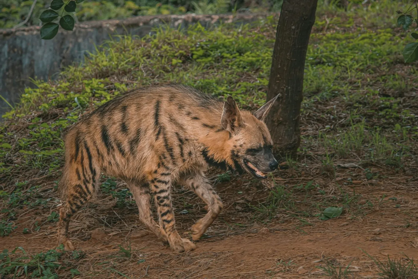 Striped hyena walking across the forest floor