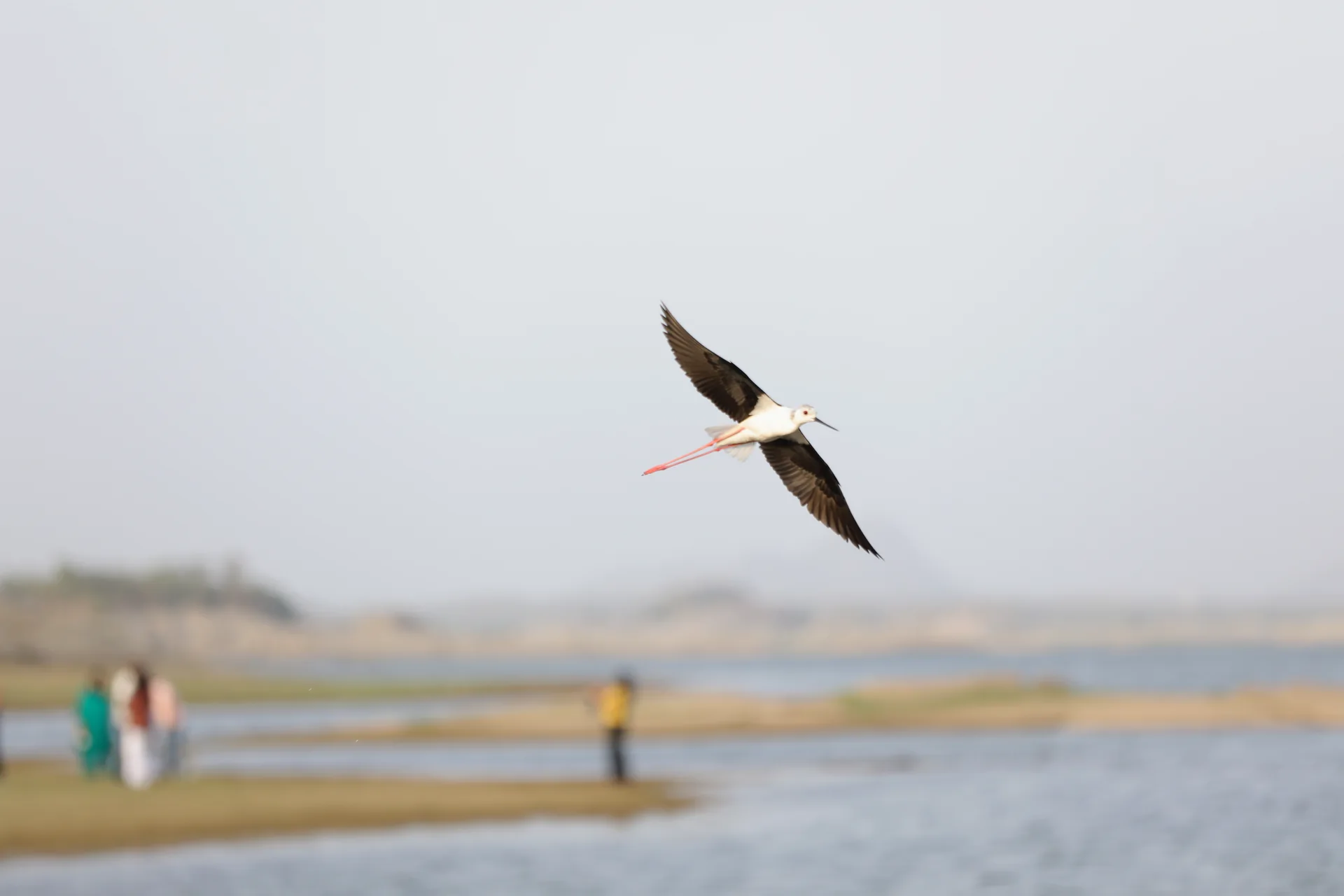 Black-winged stilt flying above the Jawai wetlands
