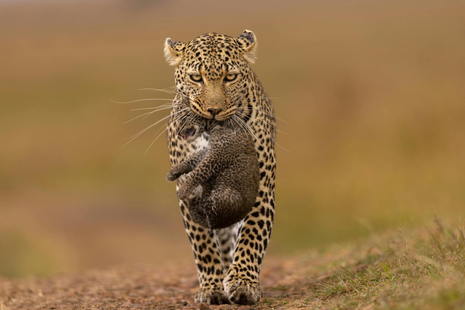 Jaipur: Jhalana Leopard Safari in Open Gypsy with Guide
