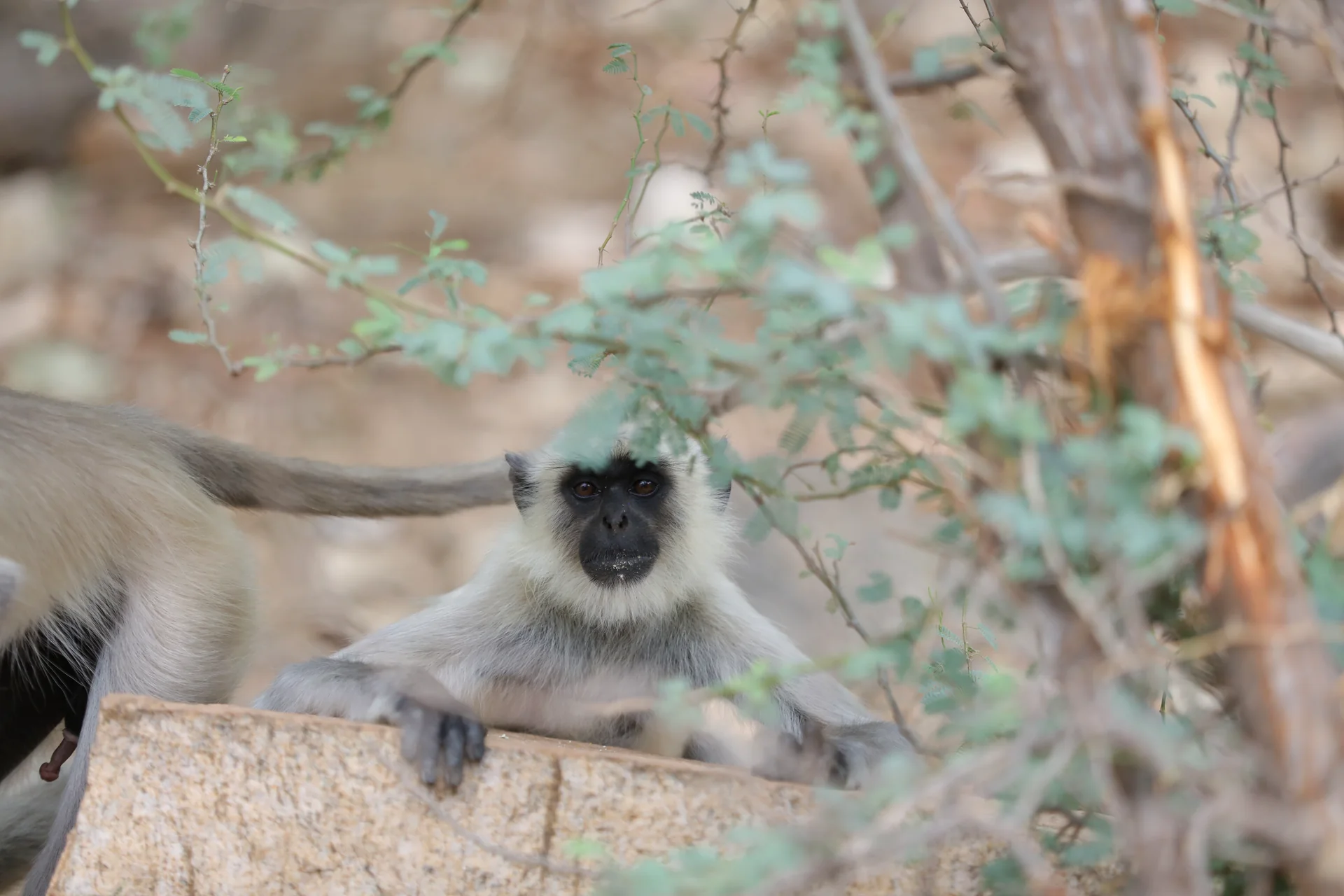Langurs on a rocky shore beside Jawai Bandh