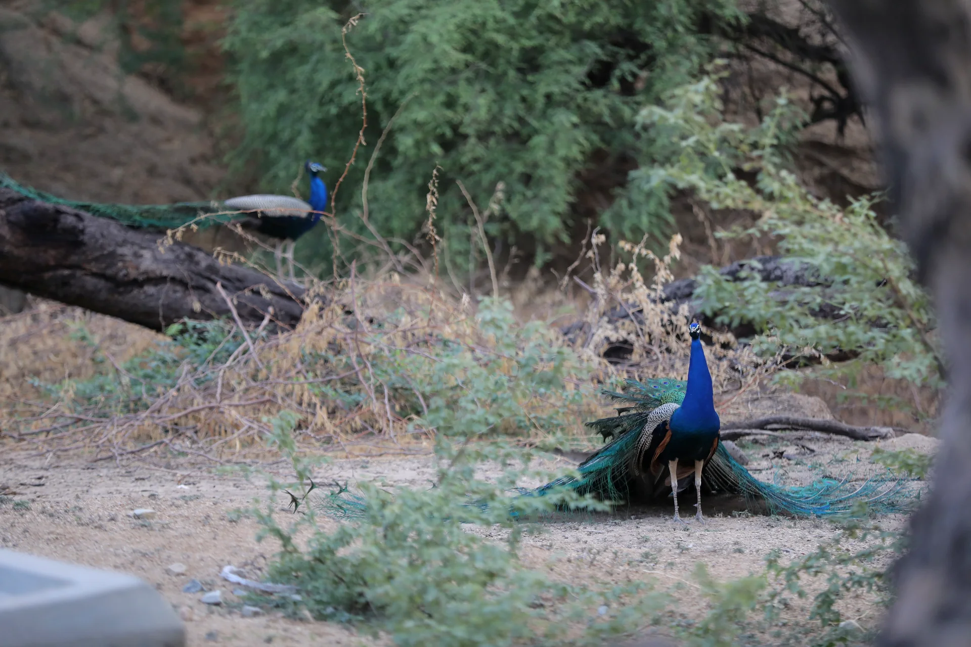 Peacock displaying its feathers in Jawai’s natural habitat