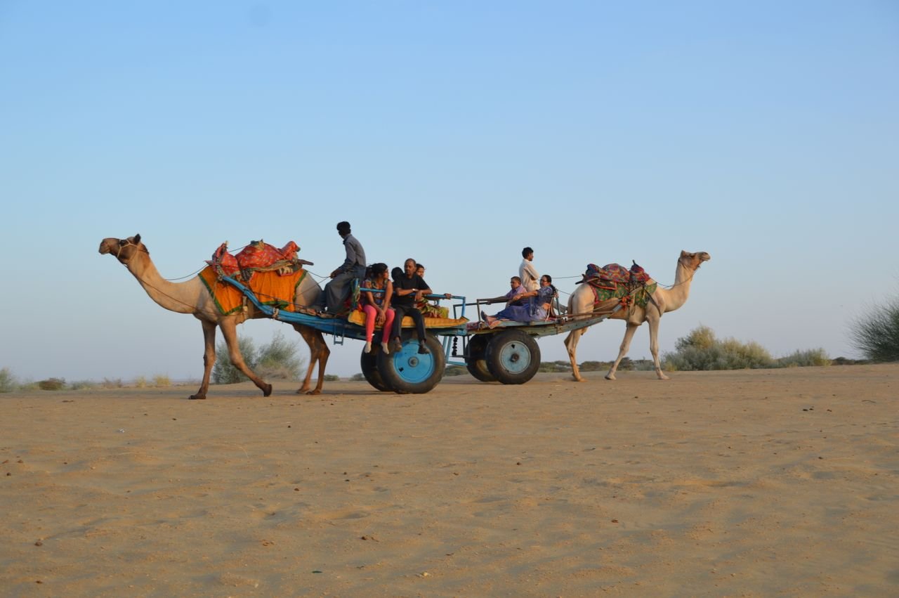 Visitors travelling in camel-drawn carts across sandy terrain in Jaisalmer