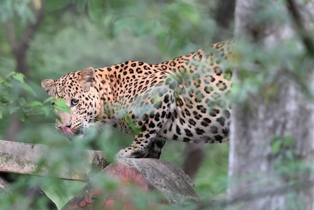 Leopard stepping across rocks among green foliage