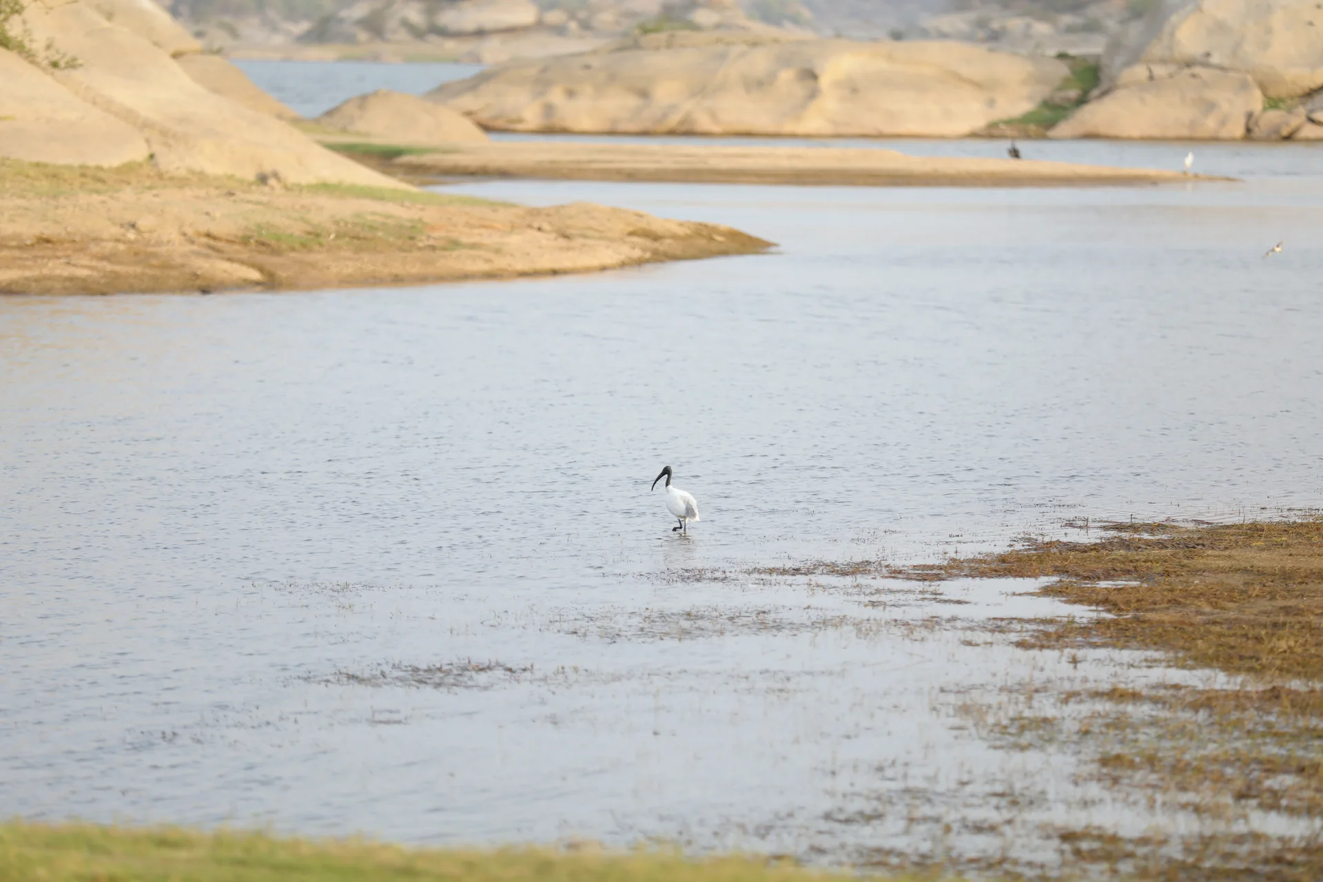 Black-winged stilt feeding in the wetlands of Jawai