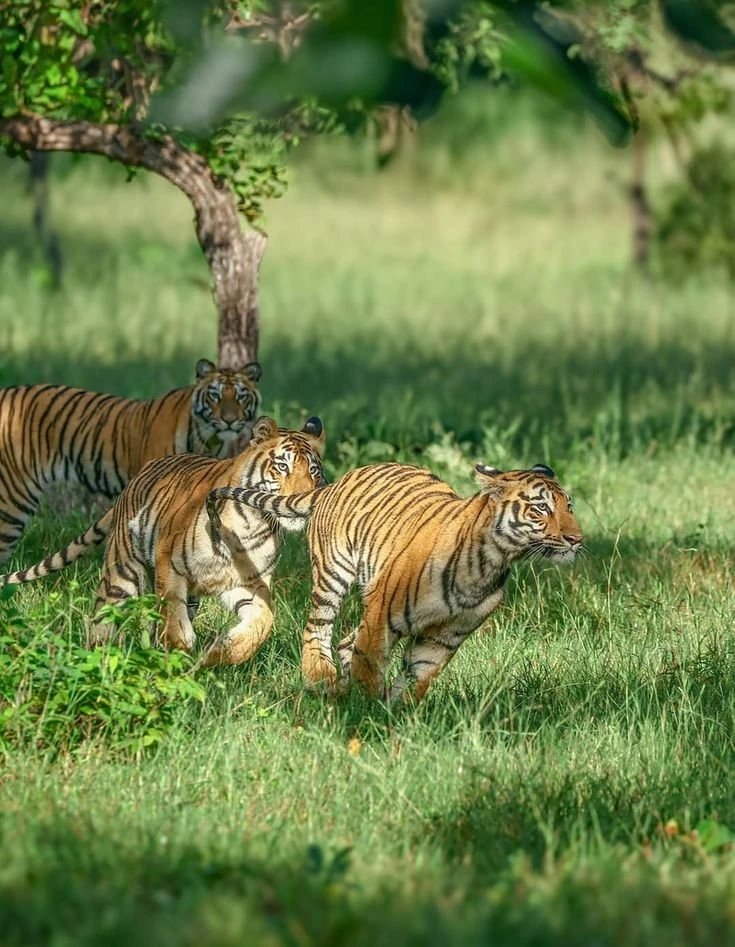 Tigers walking through green grass beside a tree