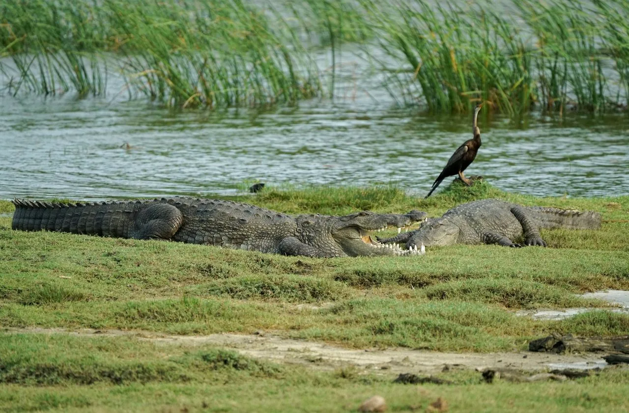 Mugger crocodiles resting beside the Jawai wetlands