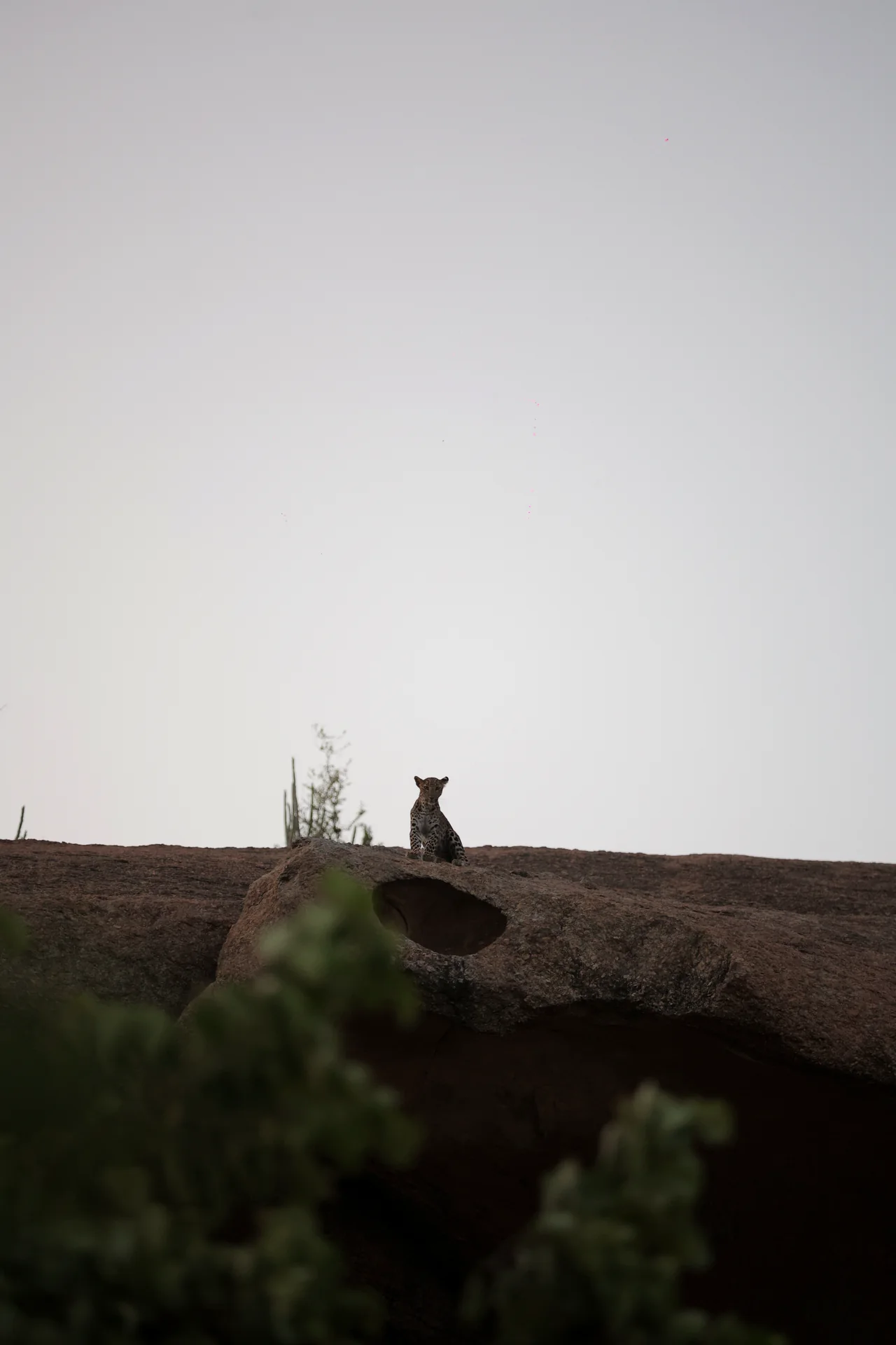 Young Leopard sitting on a granite hill in Jawai