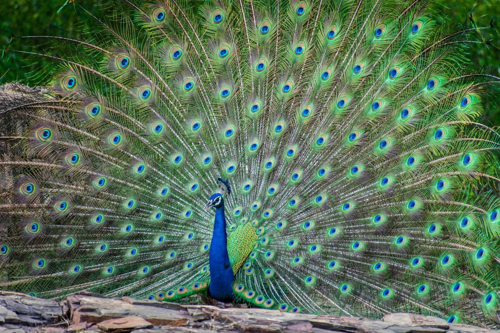 Peacock displaying its colourful fan of tail feathers