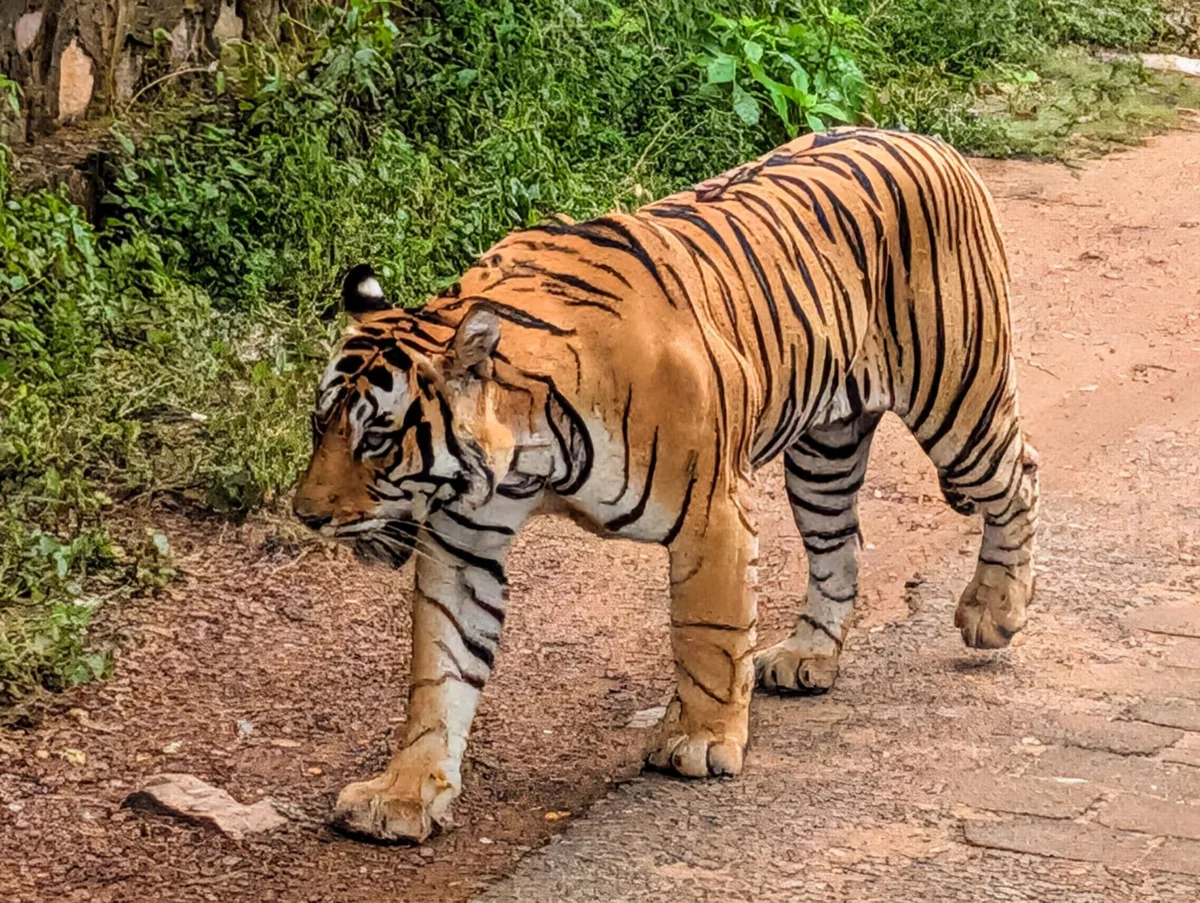 Tiger walking along a dirt road beside green vegetation