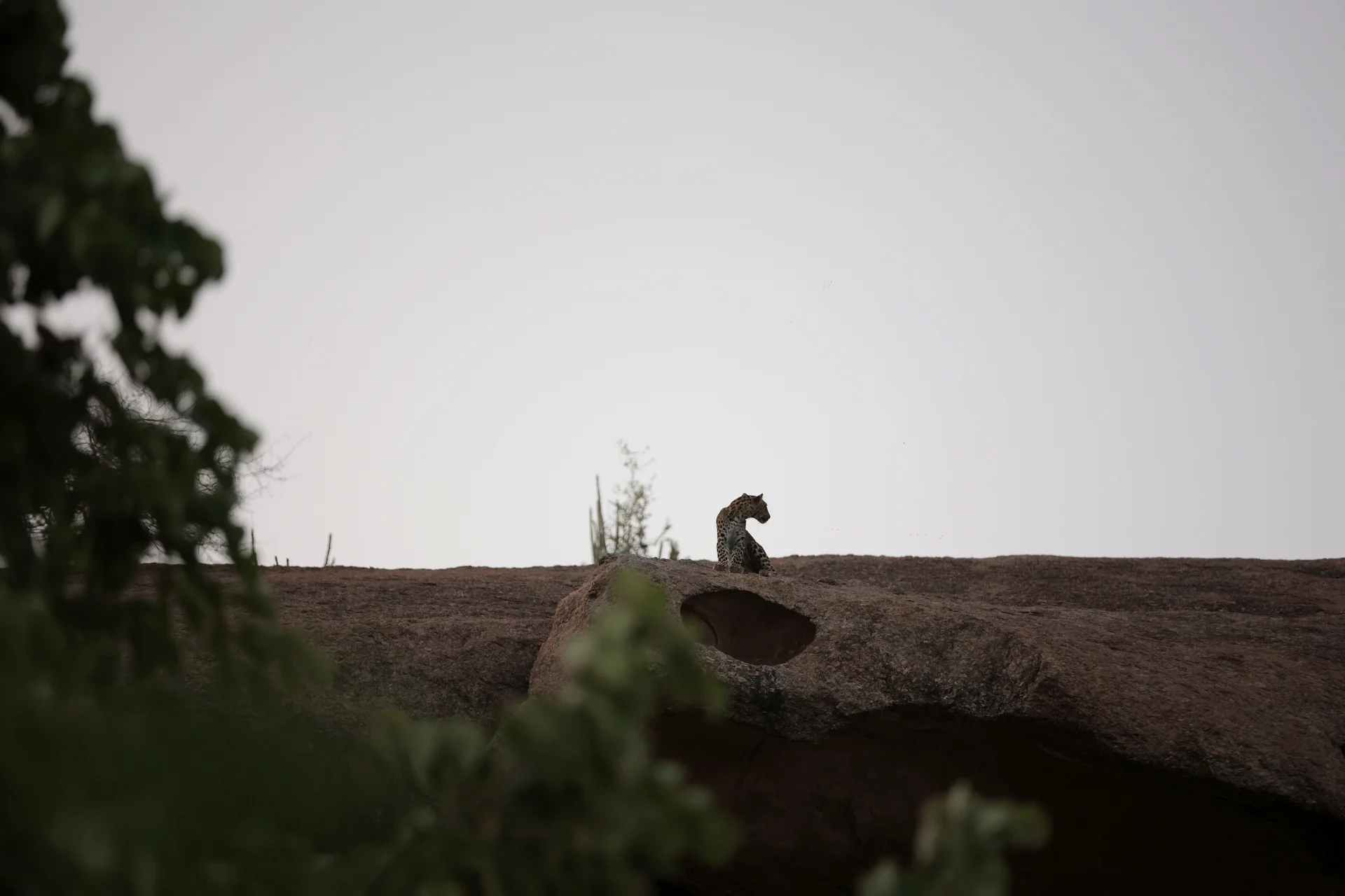 Leopard resting on a granite hill during a Jawai leopard safari