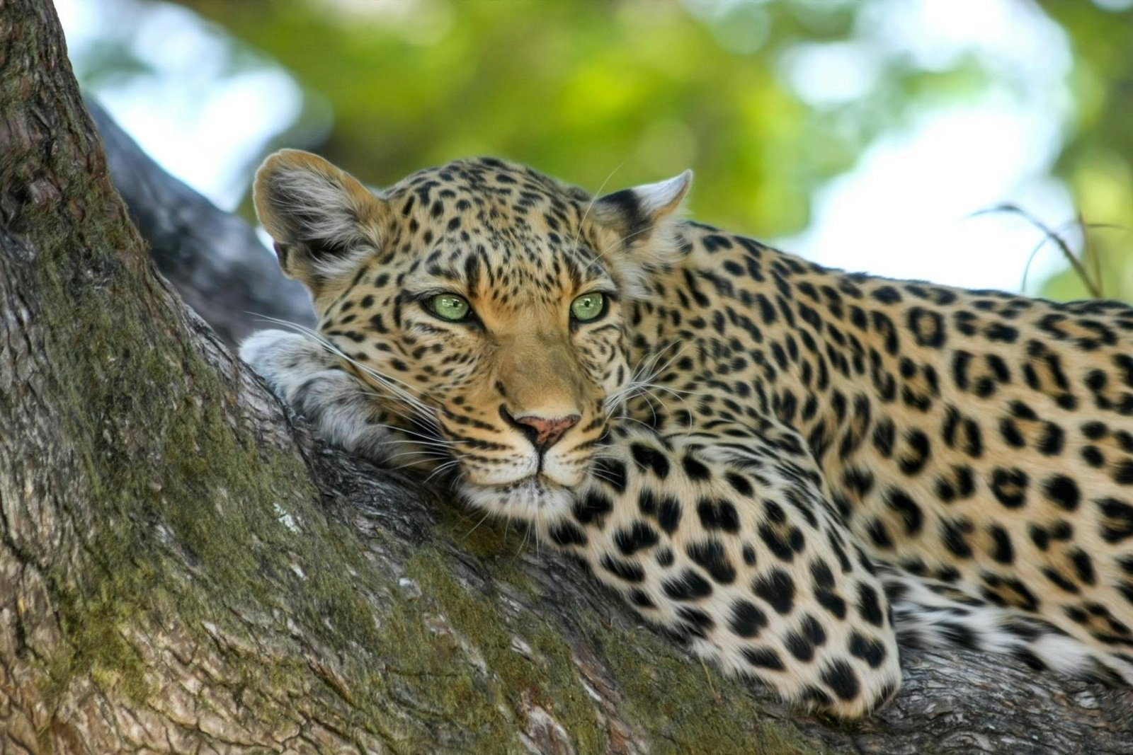 Close-up of a leopard resting on a tree branch