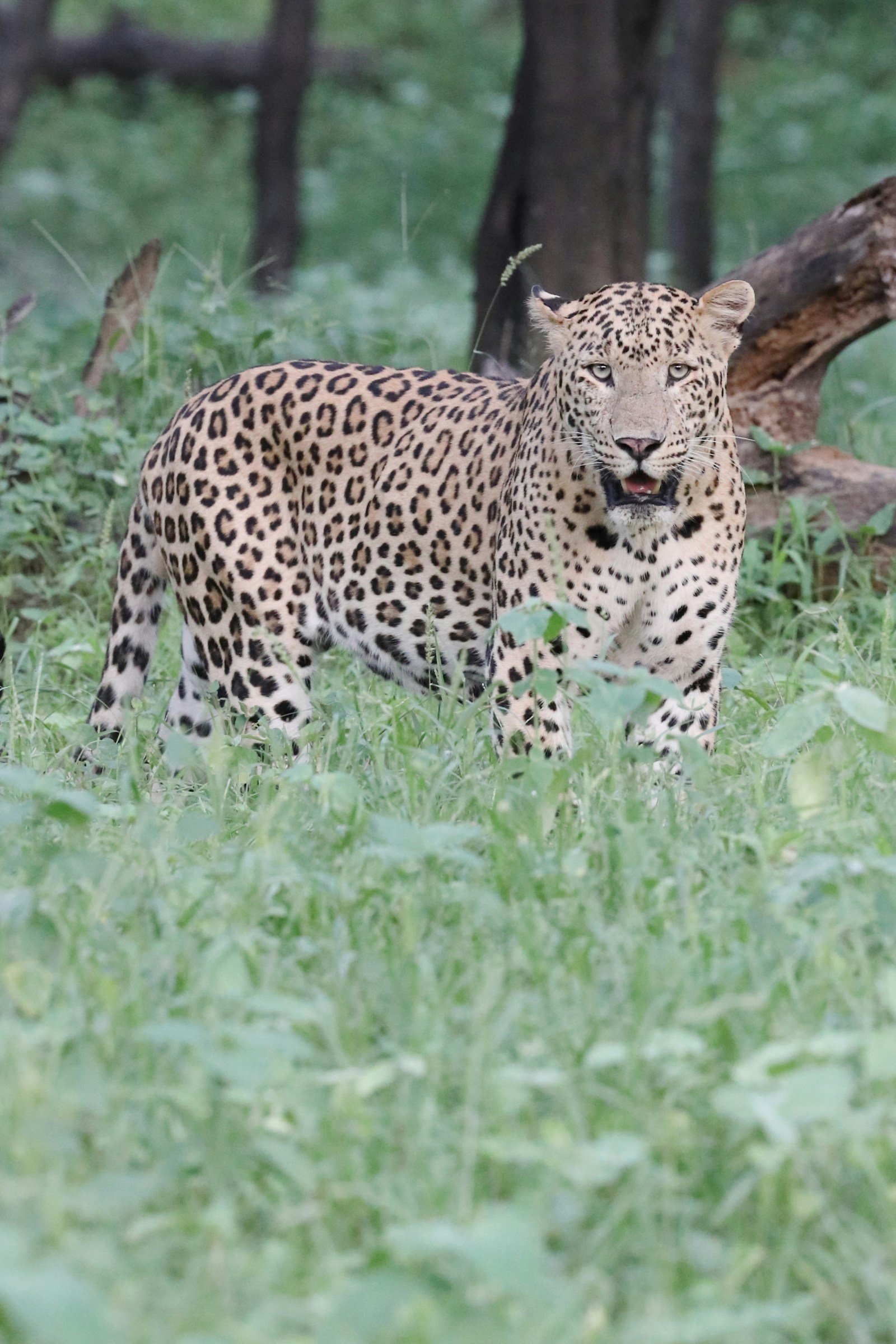 Leopard standing in tall green grass at the edge of woodland