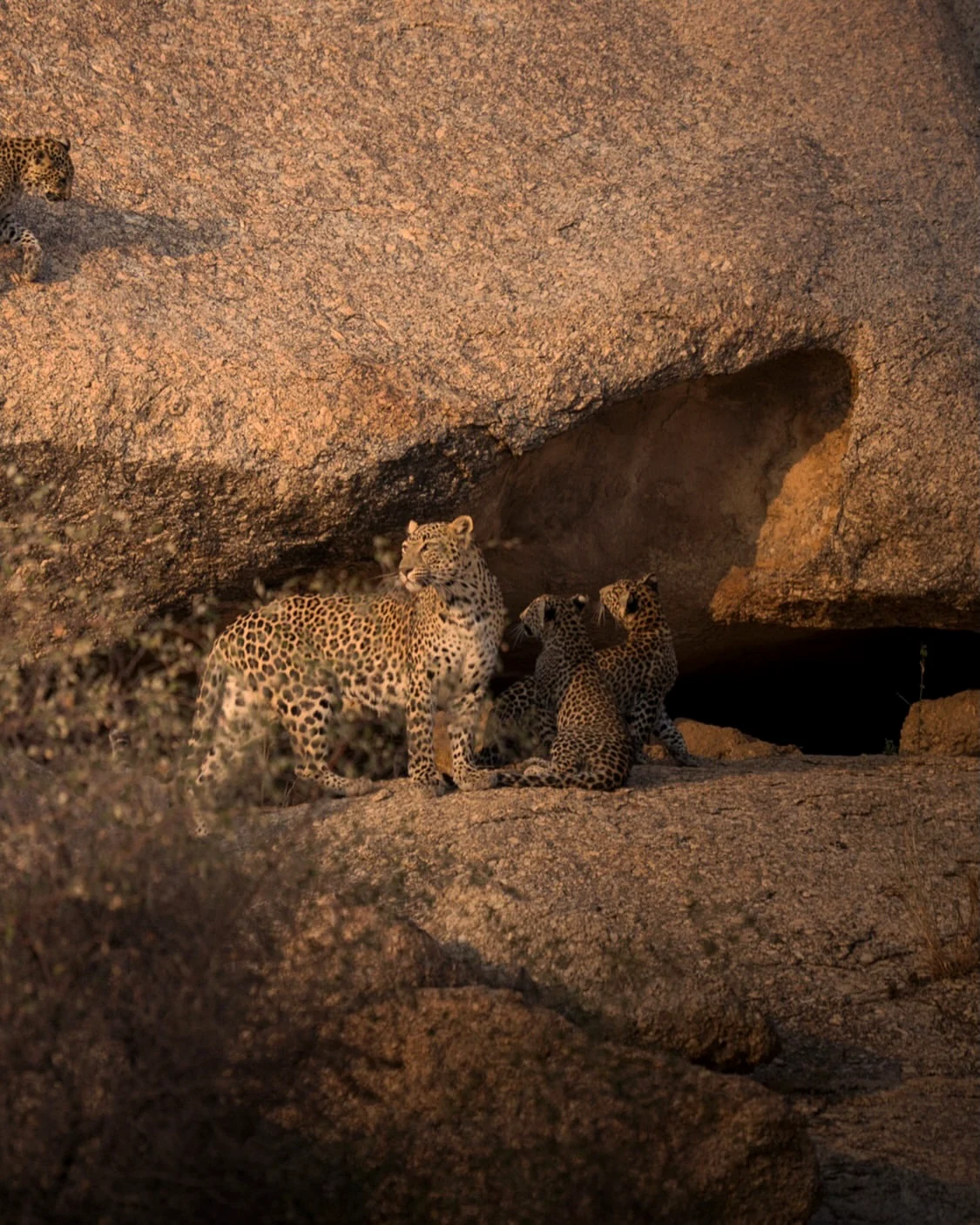 Leopard with cubs beside a granite cave in Jawai, Rajasthan