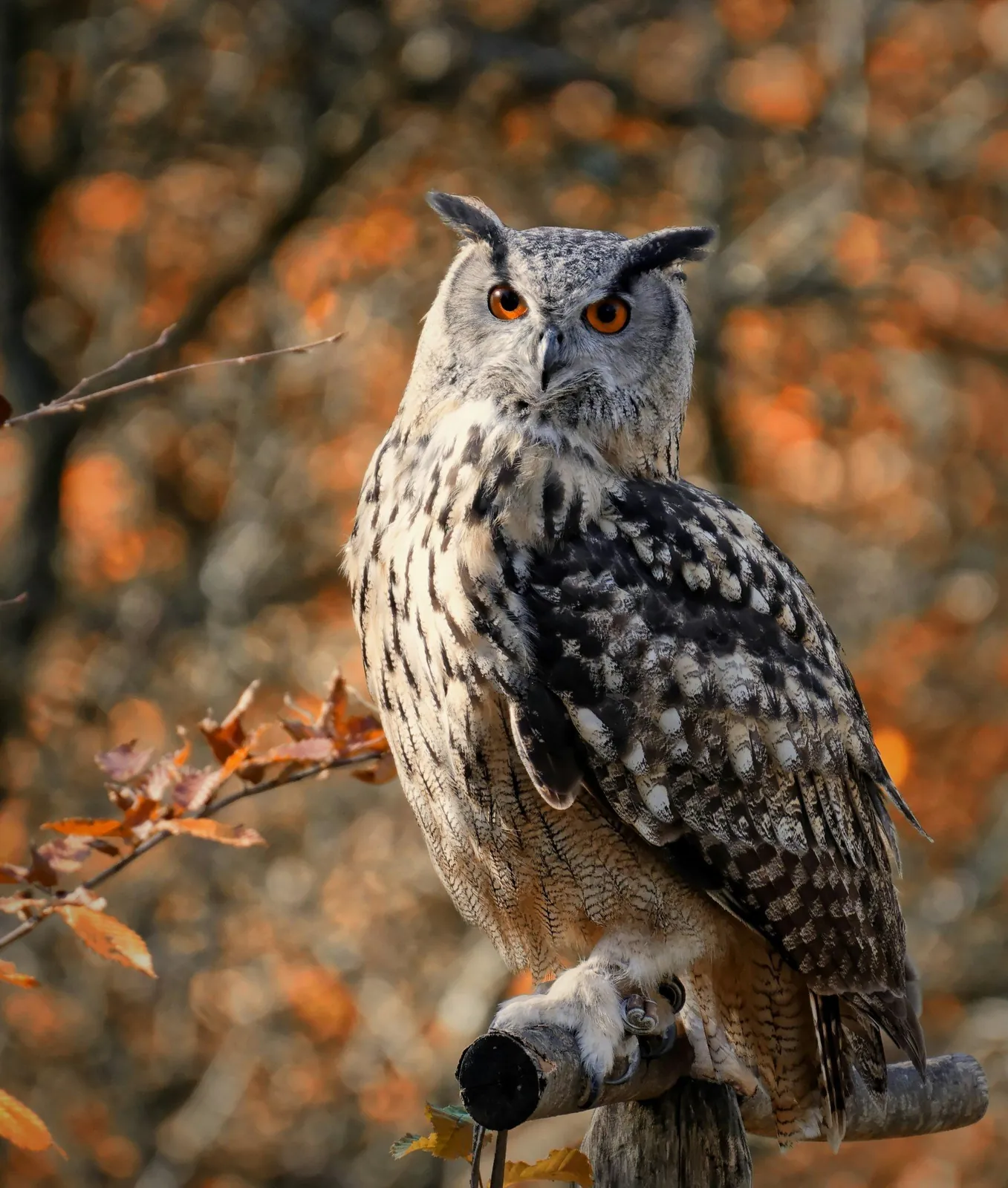 Owl with orange eyes perched on a branch